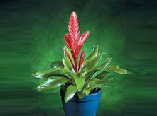 紅玉扇開花植物